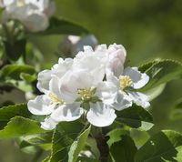 A12 æbleblomst